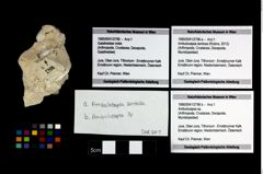 Foto (Objekt + Etikett) von Ambulocapsa sentosa (Robins, 2013)  (NHMW-GEO-1990-0041-2798a)